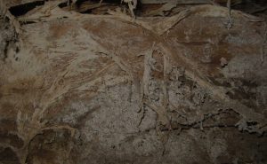 Dry Rot Treatment Cornwall