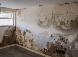 Cornwall Damp Proofing