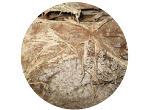 Dry Rot Treatment Cornwall