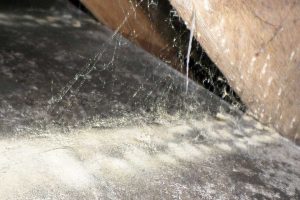 Cornwall Woodworm Treatment
