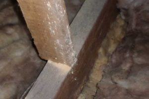 Cornwall Woodworm Treatment