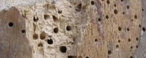 Woodworm Treatment Cornwall