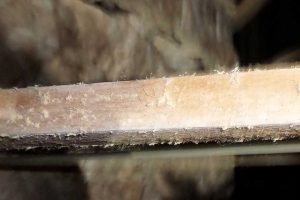 Cornwall Woodworm Treatment