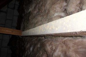 Cornwall Woodworm Treatment