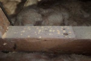 Cornwall Woodworm Treatment